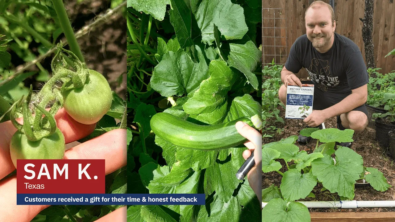 Three-panel image of Sam K. from Texas showcasing his garden grown with the Victory Garden Seed Collection. The first panel shows green tomatoes in hand, the second highlights a homegrown zucchini among leafy plants, and the third shows Sam kneeling in his backyard garden holding the seed packet, surrounded by flourishing vegetable plants.