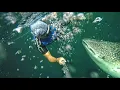 Download Lagu Great Whale Shark Derawan Island Indonesia
