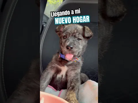 ¡De camino a su NUEVO HOGAR! 🐶🐾 #perros #EducacionCanina #Cachorro