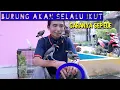 Download Lagu tidak perlu repot kalau mau burung jalak kebo jinak