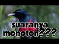 Download Lagu suara burung kepodang dada merah