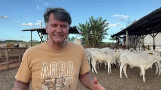 CUIDADOS DIÁRIOS NO CONFINAMENTO DE BOVINOS.