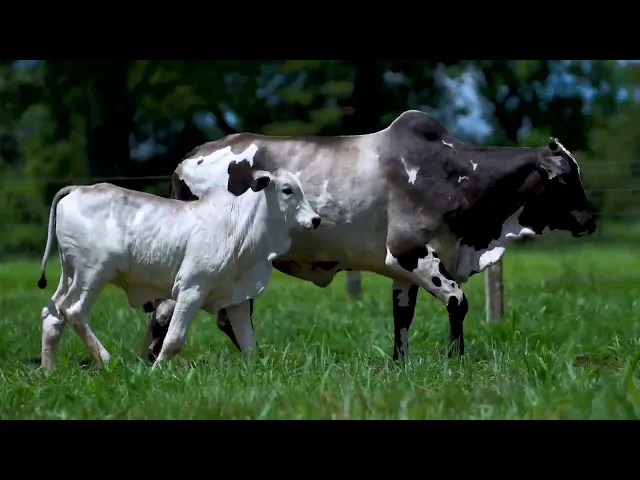 Matriz Nelore MLR - 123