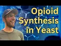 How to Make Opioids with Yeast | Journal Club