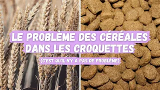 Le problème des céréales dans les croquettes