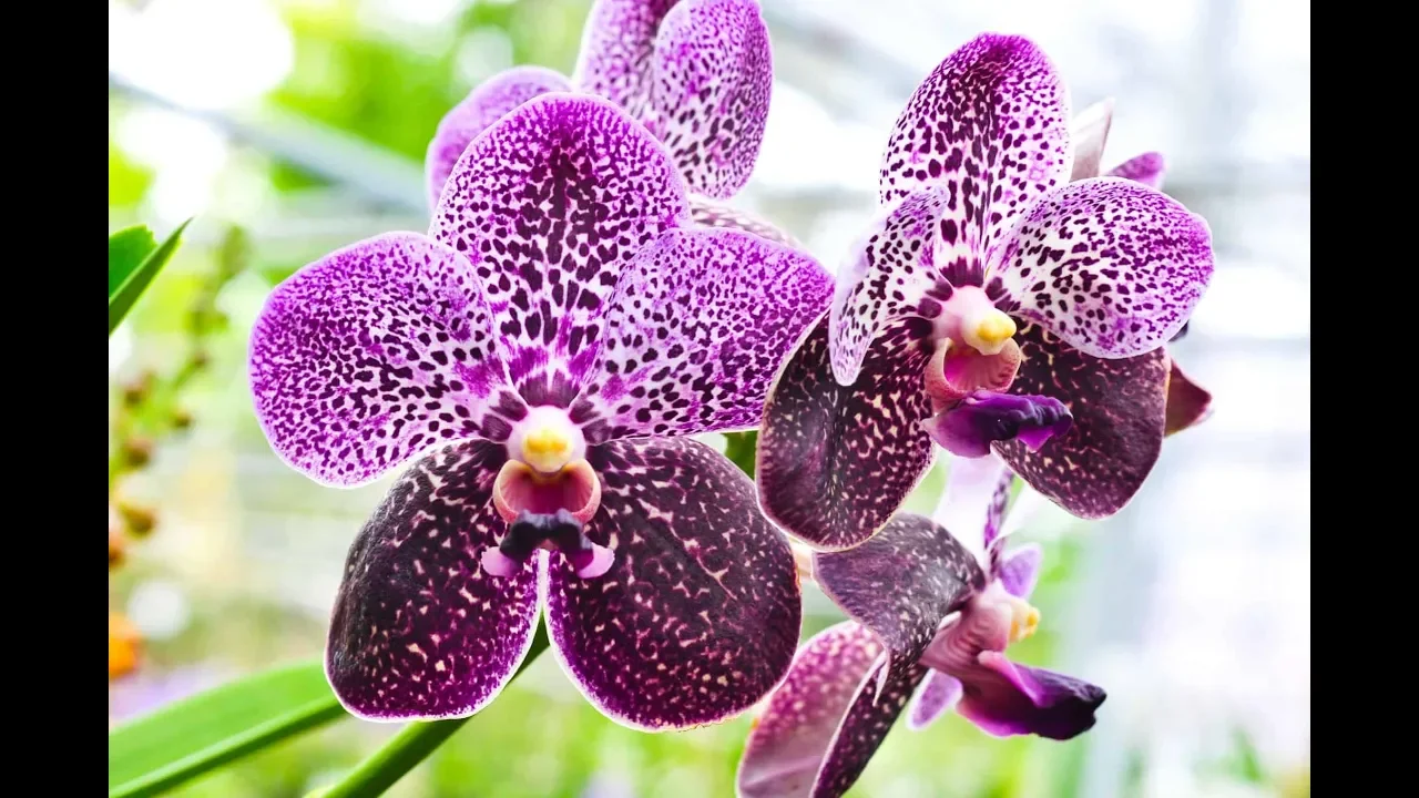 O QUE COLOCAR NO VASO DA ORQUIDEA 𝗖𝗟𝗜𝗤𝗨𝗘 𝗔𝗤𝗨𝗜