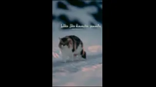 البدر كطلعته وجه جميل والشمس كابسمته ظل ظليل 