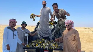 يوميات بدو شباب مرسي مطروح في موسم الصيد   صيد البوصفير او طائر الصفار   صيد الطيور دندنها