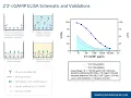 Development and Validation of a 2 3 cGAMP ELISA