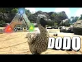 Taming A Dodo Ark Survival Evolved The Island