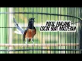 Download Lagu TEMBAKAN PANJANG MEWAH MURAI BATU COCOK UNTUK MASTERAN