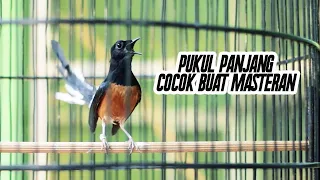 tembakan panjang mewah murai batu cocok untuk masteran