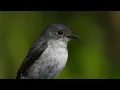 Download Lagu burung sikatan belang