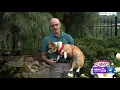 Corgi in the WNEP backyard