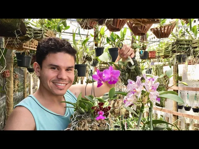 COMO CULTIVAR MINHAS ORQUÍDEAS PREFERIDAS?