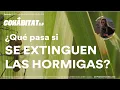 Lagu HORMIGAS de las sierras de CÓRDOBA feat. Lu Peirone - COHÁBITAT