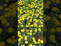 Download Lagu BUNGA MARIGOLD KUNING DI JANSPARK | SUMEDANG