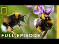 The Hive Full Episode Secrets of the Bees Earth Month Special National Geographic