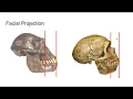 Human Evolution Procedure 2
