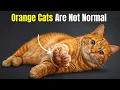 19 Reasons Orange Cats Are Different From Every Other Cat