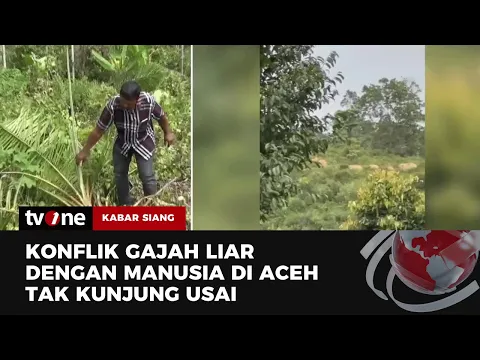 Karut Marut Konflik Gajah Liar Vs Manusia