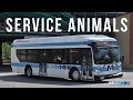 Download Lagu MART Service Animals English