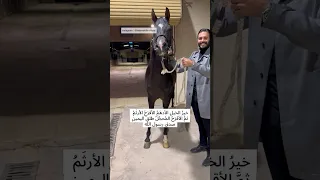خير الخيل الادهم تبارك الله احسن الخالقين ٦٠شو مع الدكتور حاتم ستين 