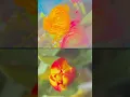 Download Lagu HERZENSBILDER#straight from the HEART#BRYAN ADAMS🌹🌸🌼❤️#start#give it to me …straight …❤️