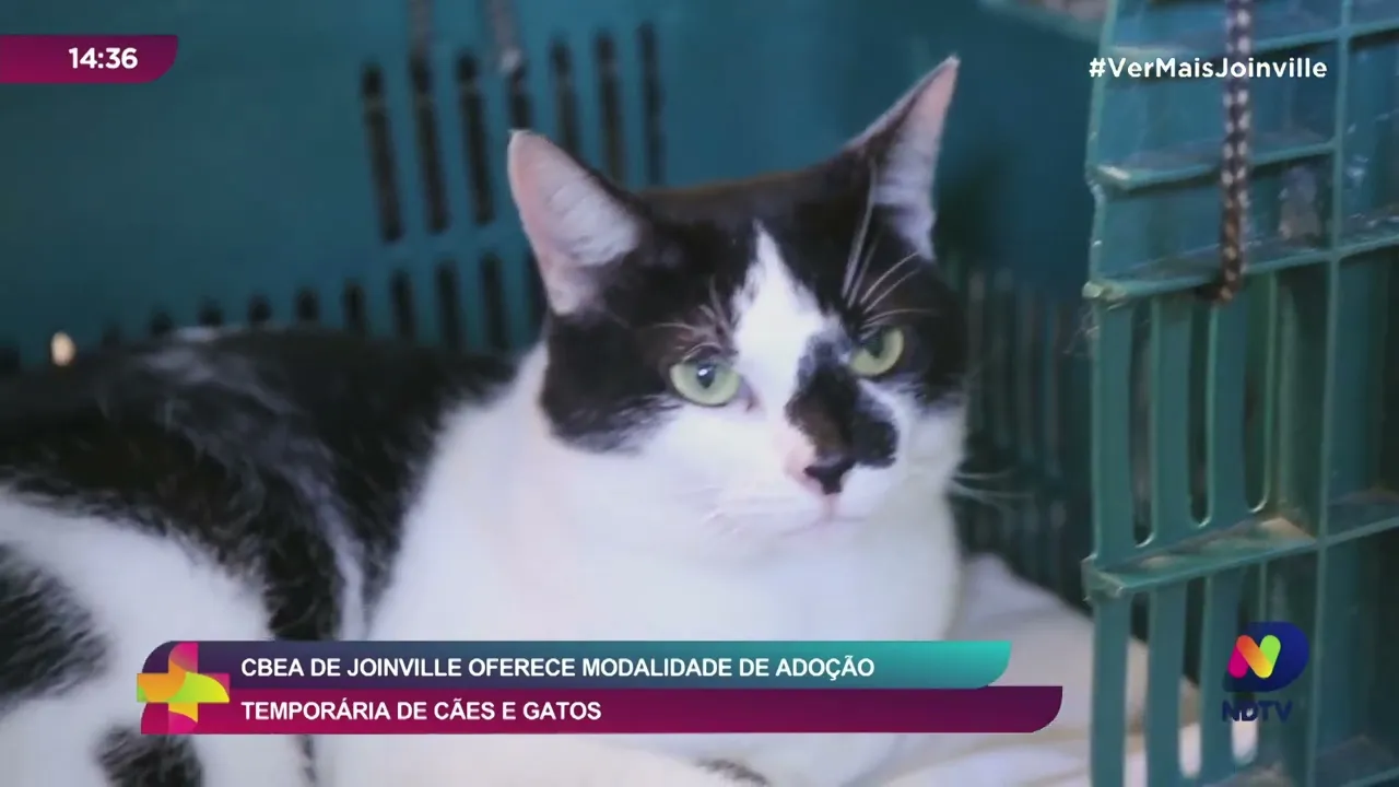 CBEA de Joinville oferece modalidade de adoção temporária de cães e gatos