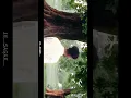 Download Lagu ✨Mora Lagi Gelay Gori Tor Se Jiya Re   🥰 || khortha cinematic video ✨ video || #reels_status_video ✨