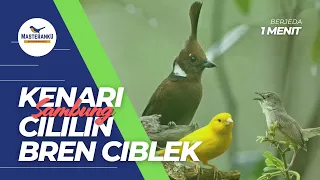 kenari sambung cililin bren ciblek
