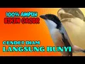 Lagu cendet gacor NGEPLONG sangat ampuh buat PANCINGAN cendet agar RAJIN BUNYI❗