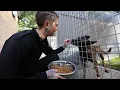 Dog loving kennel assistant enjoying dream job