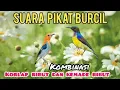 Download Lagu Suara Pikat Burcil Kombinasi Kolibri Manggar Ribut Dan Kemade /Cabean Ribut