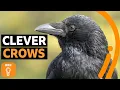 What crows can teach us about getting ahead BBC Ideas