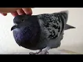 Happy Pigeon Making Cute Sounds while being Pet