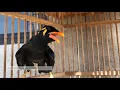 Download Lagu PANGGILAN SUARA BURUNG BEO GACOR SORE HARI