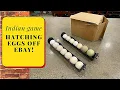Hatching eggs off Ebay Indian Game Cornish cross Chickens for meat uk Brinsea Ovation 56 ex