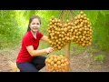 Download Lagu Harvesting 1000 Kg Giant Longan Goes To Market Sell,Pick Strange Fruit Bon Bon On The Tall Tree