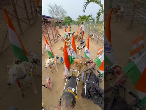 🇮🇳🇮🇳एक शेयर इनके लिए ,एक हौसला हमारे लिए। 🇮🇳🇮🇳 #paralyseddog