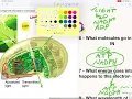 Photosynthesis Notes