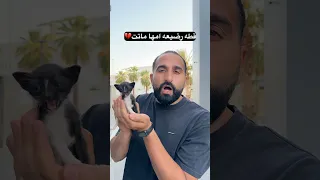 قطه رضيعه امها ماتت 