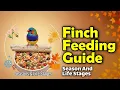 Ultimate Finch Feeding Guide 2025 Season Life-Stage Nutrition for Pet Finches