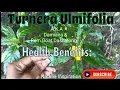 Health Benefits Of Jamaican Ram Goat Dashalong