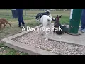 A Day in the Dog Park in Brownsville Texas