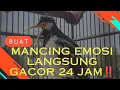 Download Lagu PANCINGAN JALAK SUREN FULL VARIASI !! ISIAN CILILIN GREJA TARUNG ARMAGEDDON KUNTI !!