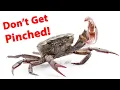 How To Rig Fiddler Crabs For Sheepshead Redfish Black Drum