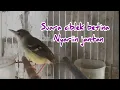 Download Lagu Suara Ciblek betina memanggil ciblek jantan