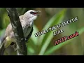 Download Lagu PIKAT TRUCUK DGN SUARA INI||DIJAMIN ANTI ZONK||PANCINGAN TRUCUK KOLONI||TRUCUK GACOR