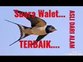 Suara Anak Walet terbaik asli dari alam.